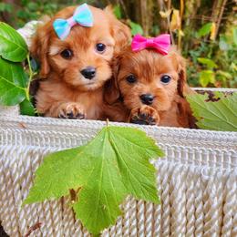 Cavapoo, Maltese, Maltipoo, and Poodle Puppies from Mt.BakerPoodles&Doodles