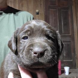 Chocolate Male 2 - Chocolate male Labrador Retriever puppy in Andrews, South Carolina from Leyland Cypress Retrievers