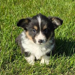 BLUE BOY-fluffy tail docked - Black and tan male American Corgi puppy in Walker, Iowa from Double K Corgis