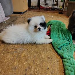 AKC limited Bowie - Black parti male Pomeranian puppy in Andrews, South Carolina from Purple Diamonds Kennel