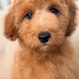Bowen (Black Collar) - Red male Cavapoo puppy in Preston, Idaho from Rocking JH Pup Co