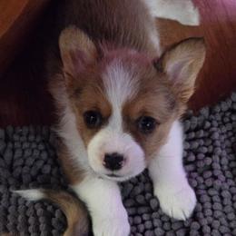 Little Girl - Sable and white female American Corgi puppy in Ellsworth, Maine from Little Long Pond Corgis