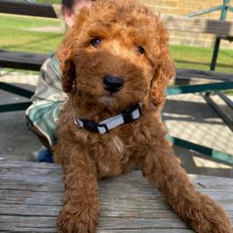 Bentley - Red  male Poodle puppy in Osseo, Michigan from Paws in the Country