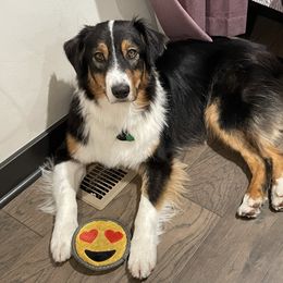 Harry - Black tri-color Australian Shepherd puppy in Kansas City, Missouri from Aussie Hill Farm