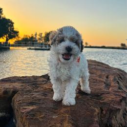 Crimson - Parti male Goldendoodle puppy in Kingfisher, Oklahoma from Perdue Puppies