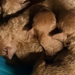 Girl 2 - female Poodle puppy in Colerain, North Carolina from Lisa's Poodles