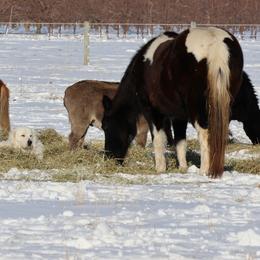 Bear - Maremma Sheepdog