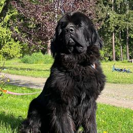 Stark - Newfoundland