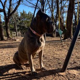 Challo - Cane Corso