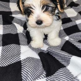 Parti Toby 1800 - Parti male Yorkipoo puppy in Gastonia, North Carolina from Banks Dynasty Kennel