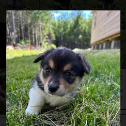Half Baked - Black and white female American Corgi puppy in Waltham, Maine from Downeast Corgis