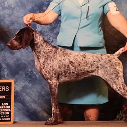German Shorthaired Pointers from Lakota Hills GSP