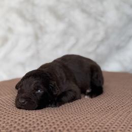 Plate - Red & white female Australian Shepherd puppy in Argyle, Iowa from Country Time Kennels