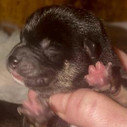 Black Tan M MameShiba - Black and tan male Shiba Inu puppy in Clewiston, Florida from Animal Farm Shiba Inus & Mameshibas