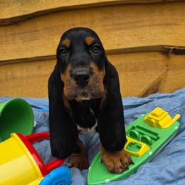 McKinley - Black brown and white male Basset Hound puppy in Big Rapids, Michigan from Basket Hound Bassets