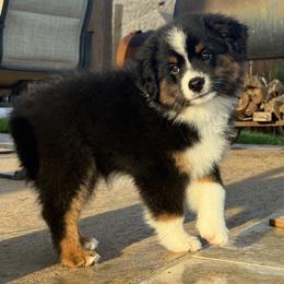Miniature Australian Shepherd Puppies from Brijet Knipp