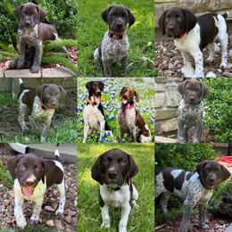 German Shorthaired Pointer Puppies from Tipsy Rabbit GSP TopDog Kennel