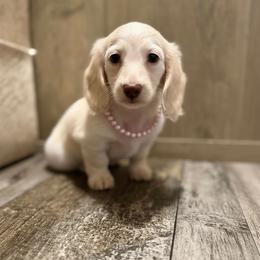 Wilma-ee cream piebald pet only - Cream female Dachshund puppy in Muldrow, Oklahoma from Sassy Sausage Dogs