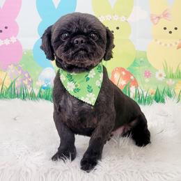 Lex - Shih Tzu
