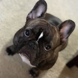 French Bulldogs from Sarah Izzett Sikora's French Bulldogs