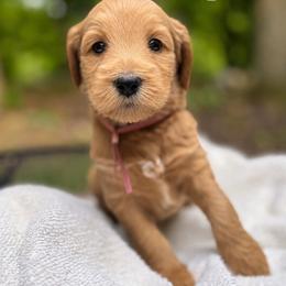 LEIA - Red  female Goldendoodle puppy in Minneapolis, Minnesota from The Golden Roo