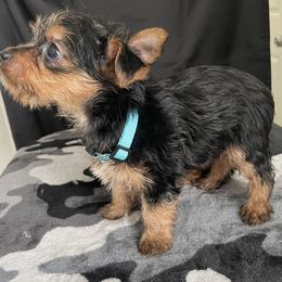 Yorkshire Terrier Puppies from Purple Ribbon Yorkie Kennel