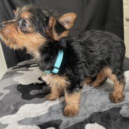 Yorkshire Terrier Puppies from Purple Ribbon Yorkie Kennel