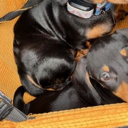 Dachshunds from Thorn Family Doxies