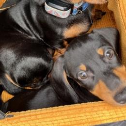 Dachshunds from Thorn Family Doxies
