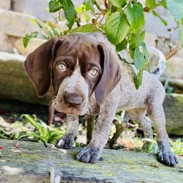 Gabe - White and liver female German Shorthaired Pointer puppy in Irvine, California from Awesome Puppies!!!!