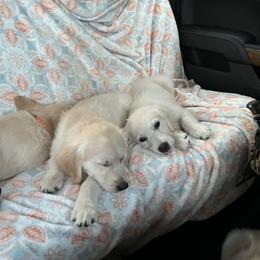 Golden Retriever Puppies from Wise-Taylor Goldens