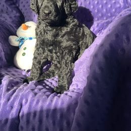 Girl 2 - Black female Poodle puppy in State College, Pennsylvania from Brookside Standard Poodles
