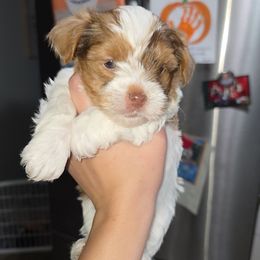 Penny - Yorkshire Terrier