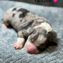 Yahtzee - Blue merle female Bernedoodle puppy in El Campo, Texas from Little Fur Friends Bernedoodles
