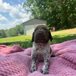 Kona - Liver roan male German Shorthaired Pointer puppy in Axton, Virginia from Red Clay Kennels
