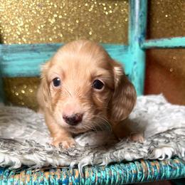 Avery - Cream female Dachshund puppy in New Albany, Mississippi from Double A. Doxies