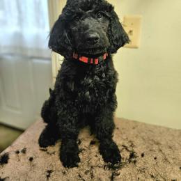 Reba - Black female Double Doodle puppy in Jeddo, Michigan from Bert's Doodles