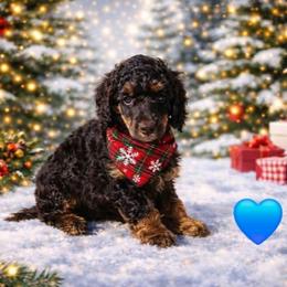 Mel - Phantom male Poodle puppy in Casa Grande, Arizona from Arizona's Once Upon A Boston and Poodle ❤️