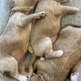 Boy 4 - Red  male Goldendoodle puppy in Glendale, Arizona from Follow Your Bliss Doodles