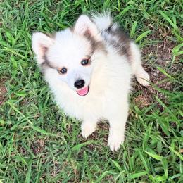 Juvie girl pup 2 - Black and white female Pomsky puppy in Enid, Oklahoma from Mile Hi Pomskies