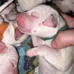 Blaze - White and black male Dalmatian puppy in Des Moines, Iowa from Spot Splattered Dalmatians
