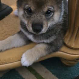 Shiba Inu Puppies from ScrapiShibas