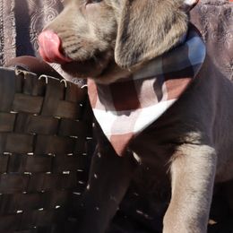 Labrador Retriever Puppies from Jungle Lake Labrador Lodge