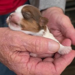 Boy 2 - Parti male Yorkshire Terrier puppy in Bucyrus, Ohio from Dyer's Beauties