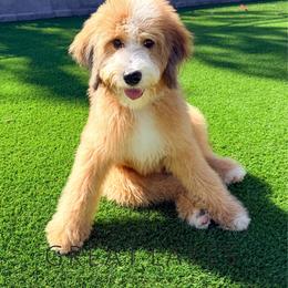 Elvis - Sable male Bernedoodle puppy in Baroda, Michigan from Great Lakes Bernedoodles