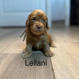 Leilani - Caramel red female Australian Labradoodle puppy in Alamo, Texas from QuiSal Labradoodles