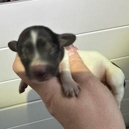 Thunder - Black and cream male Dachshund puppy in Wolf Lake, Indiana from Canisteo Dachshunds