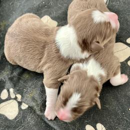 Red tri F - Red tri-color female Australian Shepherd puppy in Cotati, California from Tried and True Aussies