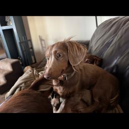 Luna - Dachshund