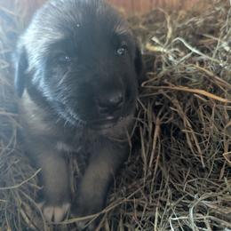 Girl 2 - Fawn female Anatolian Shepherd Dog puppy in Cleveland, Minnesota from Schmahl Family Farms